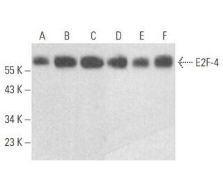 western blotting image from recommended E2F-4 (D-7) monoclonal antibody replacement. Image 354535