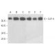 western blotting image from recommended E2F-4 (D-7) monoclonal antibody replacement. Image 354535