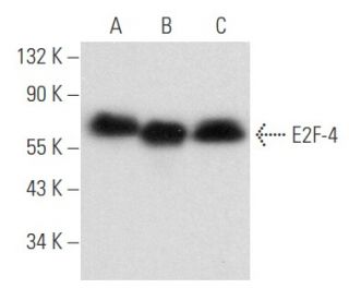 E2F-4 Antibody (WUF10) - Western Blotting - Image 357452 