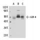 E2F-4 Antibody (WUF3) - Western Blotting - Image 15556