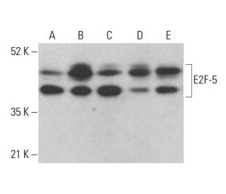 western blotting image from recommended E2F-5 (C-8) monoclonal antibody replacement. Image 378000