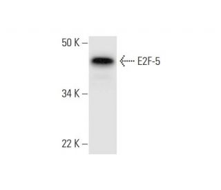 E2F-5 Antibody (H-1) - Western Blotting - Image 295837 