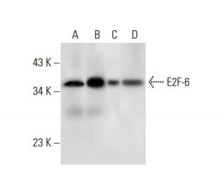 E2F-6 Antibody (C-10) - Western Blotting - Image 308028 