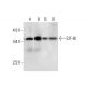 E2F-6 Antibody (C-10) - Western Blotting - Image 308028 