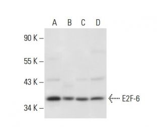E2F-6 Antibody (E-3) - Western Blotting - Image 308069 
