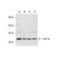 E2F-6 Antibody (E-3) - Western Blotting - Image 308069 