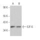 E2F-6 Antibody (E-3) - Western Blotting - Image 364243