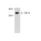 E2F-6 Antibody (E-5) - Western Blotting - Image 285181