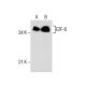 E2F-6 Antibody (E-5) - Western Blotting - Image 286063 