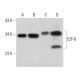 E2F-6 Antibody (E-5) - Western Blotting - Image 359077 