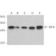 western blotting image from recommended E2F-6 (TFE61) monoclonal antibody replacement. Image 359081