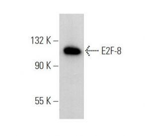 E2F-8 Antibody (B-9) - Western Blotting - Image 368470