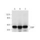 E3BP Antibody (C-2) - Western Blotting - Image 304377 