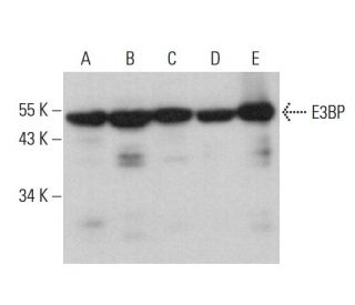 E3BP Antibody (C-2) - Western Blotting - Image 377443 