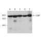E3BP Antibody (C-2) - Western Blotting - Image 377443 