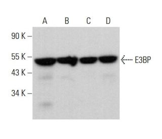 E3BP Antibody (E-12) - Western Blotting - Image 377442 