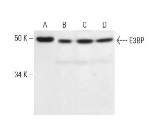 E3BP Antibody (F-8) - Western Blotting - Image 295875 