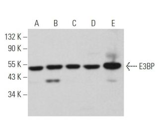 E3BP Antibody (H-6) - Western Blotting - Image 366770 
