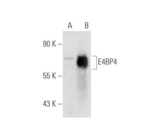 E4BP4 Antibody (B-1) - Western Blotting - Image 59243