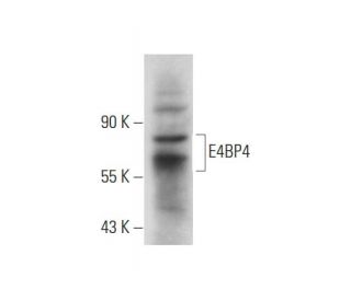 western blotting image from recommended E4BP4 (A-9) monoclonal antibody replacement. Image 318448