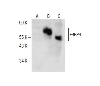 E4BP4 Antibody (C-6) - Western Blotting - Image 150645 
