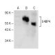 E4BP4 Antibody (C-6) - Western Blotting - Image 150645 