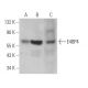 E4BP4 Antibody (C-6) - Western Blotting - Image 362908