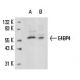 E4BP4 Antibody (F-1) - Western Blotting - Image 15430 