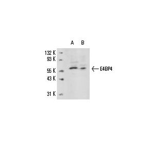 E4BP4 Antibody (F-1) - Western Blotting - Image 15430