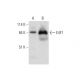 E4F1 Antibody (D-12) - Western Blotting - Image 326553 
