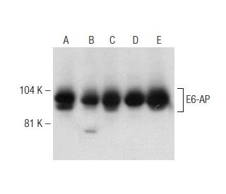 E6-AP Antibody (E-5) - Western Blotting - Image 148955 