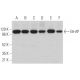 这种多克隆抗体已经停产。请参阅我们推荐的<a href="e6-ap-antibody-e-4">E6-AP (E-4)</a>单克隆抗体(显示样本数据)。 western blotting image from recommended E6-AP (E-4) monoclonal antibody replacement. Image 360143