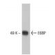 E6BP Antibody (30) - Western Blotting - Image 133342 