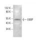 E6BP Antibody (30) - Western Blotting - Image 384744