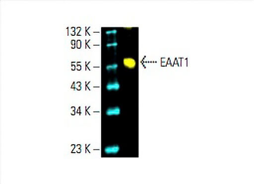 Anti-EAAT1 Antibody (A-3) | SCBT - Santa Cruz Biotechnology