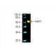 western blotting image from recommended EAAT1 (A-3) monoclonal antibody replacement. Image 392791