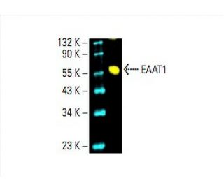 western blotting image from recommended EAAT1 (A-3) monoclonal antibody replacement. Image 392791