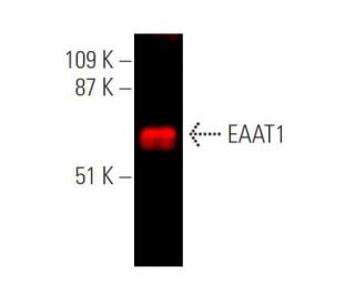 EAAT1 Antibody (A-3) - Western Blotting - Image 370689