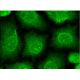 immunofluorescence image from recommended EAAT2 (E-1) monoclonal antibody replacement. Image 145471