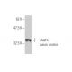 EAAT4 Antibody (6D9) - Western Blotting - Image 348844