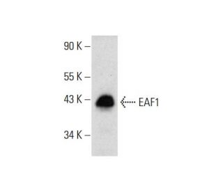 EAF1 Antibody (A-10) - Western Blotting - Image 299278 