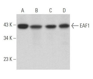 EAF1 Antibody (F-7) - Western Blotting - Image 364553 