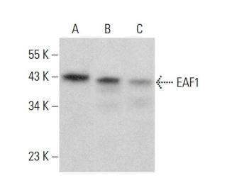 EAF1 Antibody (F-7) - Western Blotting - Image 383287SAM Transcription Activation: SAM system utilizing dCas9-VP64, MS2-P65-HSF1, and sgRNA for precise gene transcription activation. 