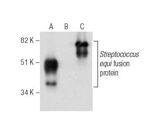 EAG Antibody (A-1) - Western Blotting - Image 282547