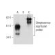 EAG Antibody (A-1) - Western Blotting - Image 282547