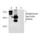EAG Antibody (C-4) - Western Blotting - Image 283641