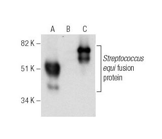 EAG Antibody (C-9) - Western Blotting - Image 282548
