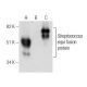 EAG Antibody (C-9) - Western Blotting - Image 282548