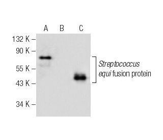 EAG Antibody (G-3) - Western Blotting - Image 282543