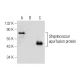 EAG Antibody (G-3) - Western Blotting - Image 282543